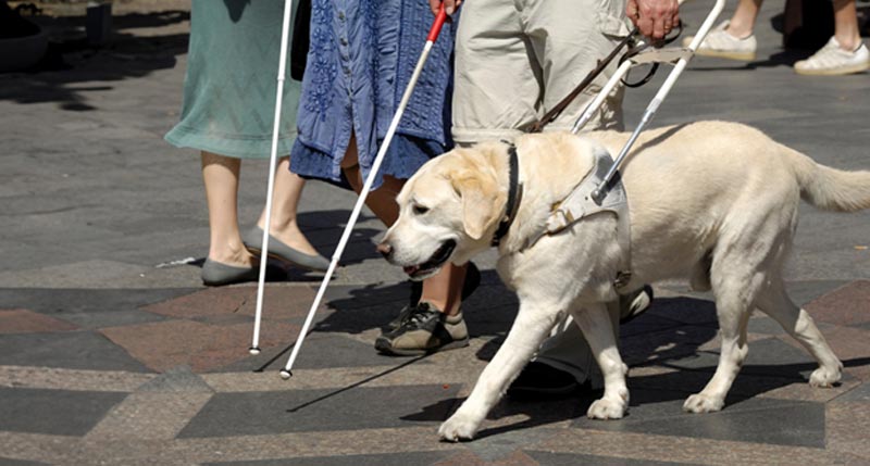 guide-dogs-adult-pediatric-eyecare-local-eye-doctor-near-you.jpg
